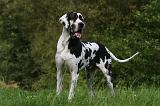 DOGUE ALLEMAND 272